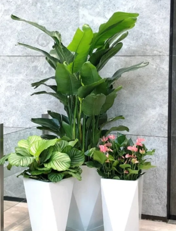 镇海花木租摆价格表五大方法，简单有效